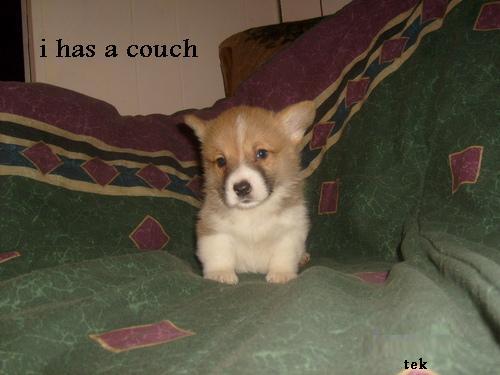 tek-has_couch