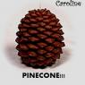 Caroline-pinecone