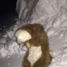 James Ferret - Small Fox in Snowbank