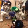 kenny  wassus - my mom thought furrycon was a pet event and volunteered w our therapy dog