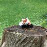 fox_on_a_small_stump