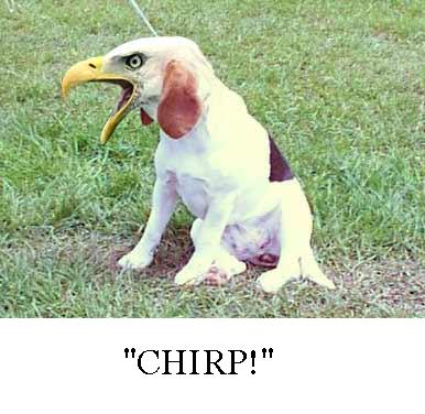 Chirp