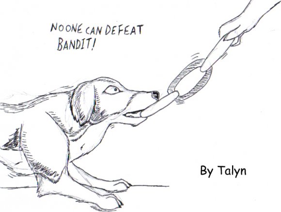 Bandit_tug_o_war