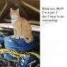 GS-cat_in_the_engine