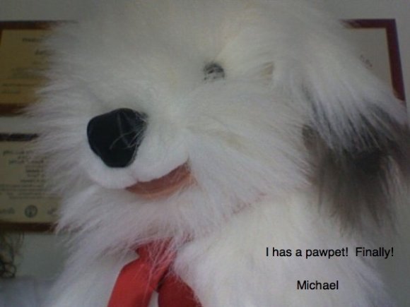 Michael-sheepdog