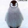 Caroline-penguin-chick