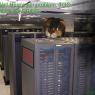JunoWolf-simbafixserver