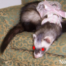 Nedded-poink_in_pink