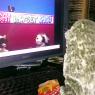 Snapai-seal_watching_show
