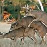 Anonymous-deer3way