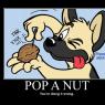 Ziggy-Funday_popAnut