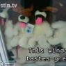 Shane_Graytail-CIJ02_WinDogs