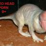 lolwat-dittoheadpron
