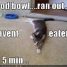 Anonymous-funny_pictures_your_cat_is_starving_from_not_eating_for_five_minutes