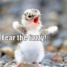 Anonymous-funny-pictures-tiny-bird-is-fierce