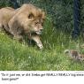 Anonymous-lion-germany_weather_zoo_mm