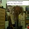 Eluna-Rabi_on_a_stick_not_kosher