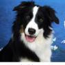 Garrisonskunk-BorderCollie