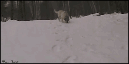 Fred_Bedderhead-DogSledding