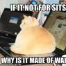 javafrog-funny-pictures-cat-sits-on-your-keyboard