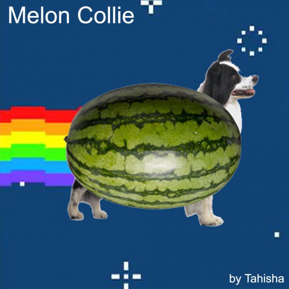 Tahisha-Melon_Collie