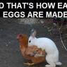 eastaeggs