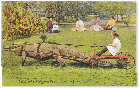 Joy Ride at the Alligator Farm, Los Angeles