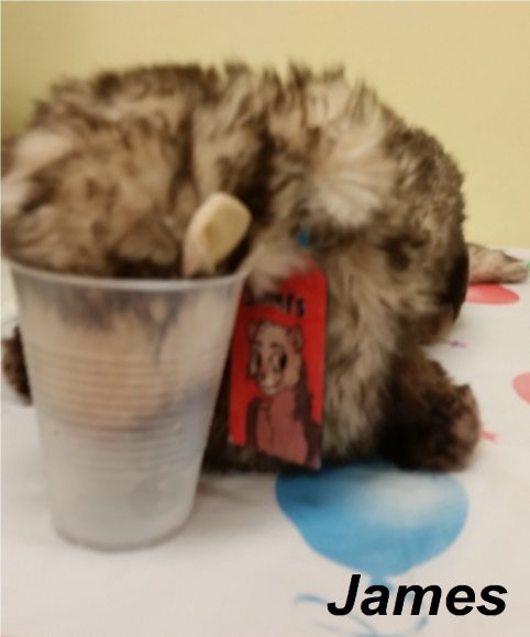 ferret taking a sip