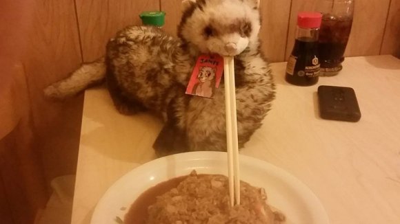 James Artjam - ferret chopsticks