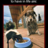 Dog Patience Scorch